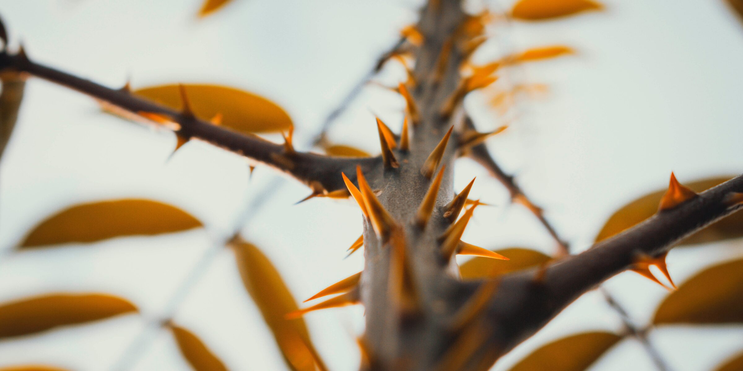 Eine Nahaufnahme eines Astes mit gelben Blättern